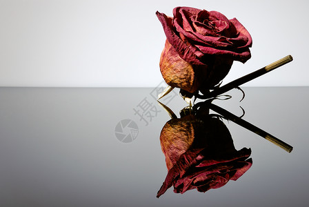 红玫瑰枯美死花图片