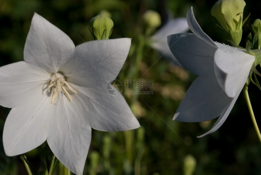 美丽的花朵白兰地特写图片