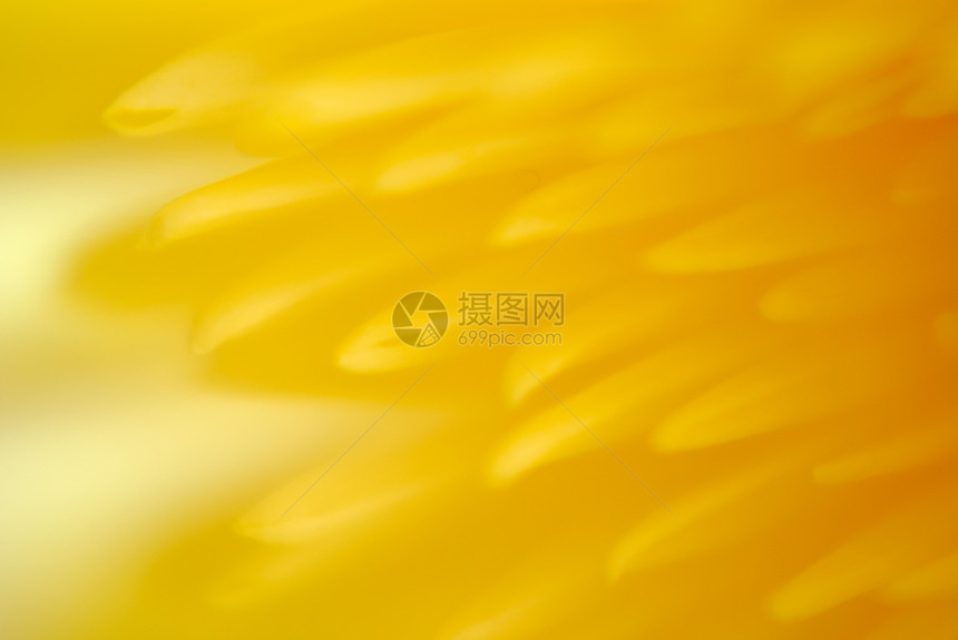 美丽的黄花菊图片