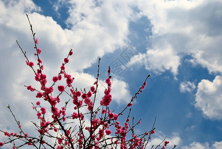 粉红花丛春图片
