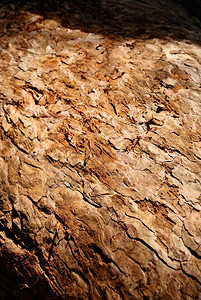自然树皮表面纹理图片