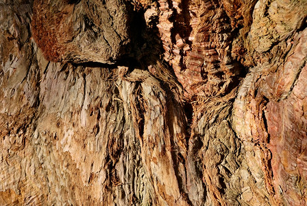 自然树皮表面纹理背景图片