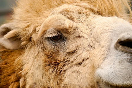 动物骆驼肖像图片
