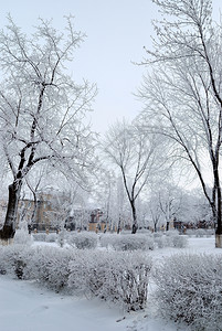 城市公园中雪覆盖的树木图片