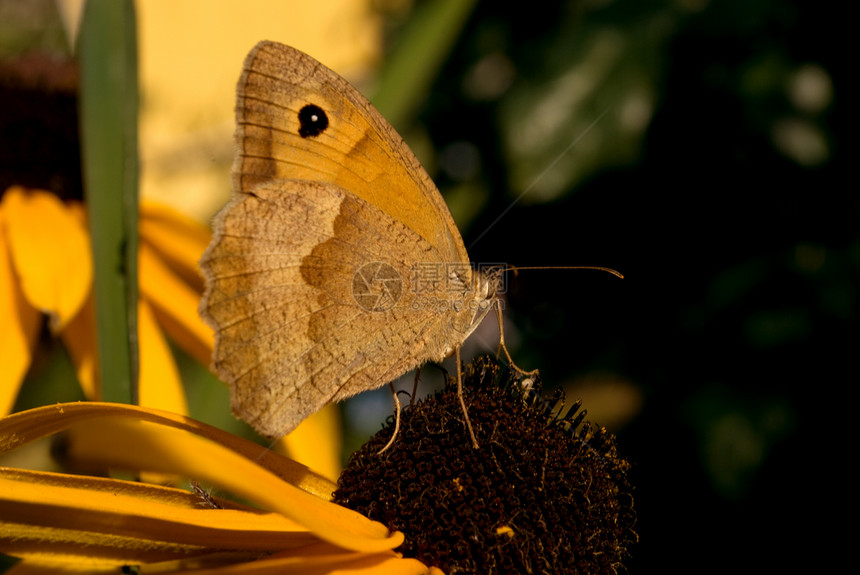 乌德比基亚的蝴蝶图片