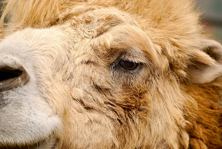 动物骆驼肖像图片