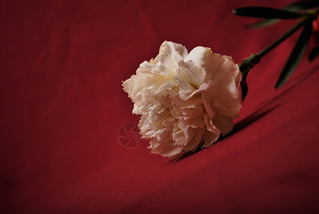 红白康乃馨浅深野图片