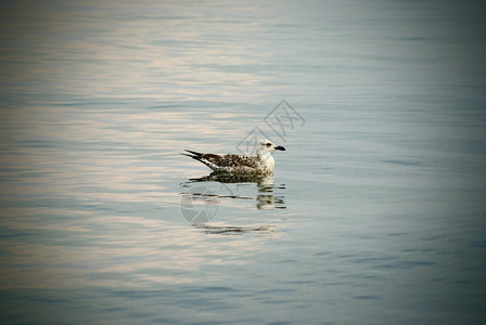 水中的海鸟鸥图片