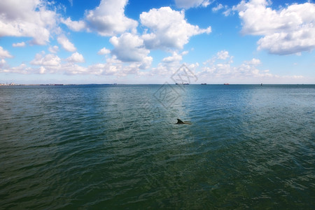 乌克兰里米亚黑海豚图片