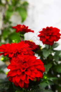 美丽的红色花朵大自然图片