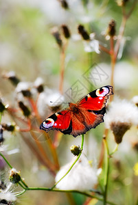 美丽的蝴蝶孔雀宏观图片