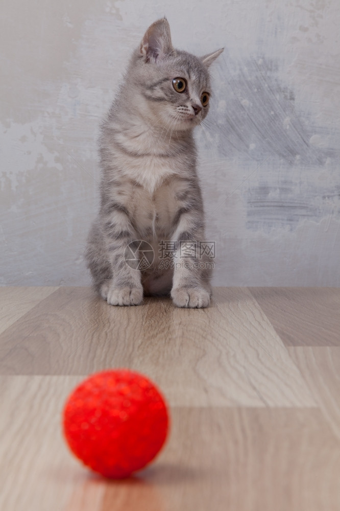 小红球猫图片