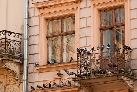 旧窗口和有鸽子的阳台背景图片