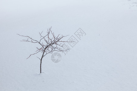 在冰雪覆盖的上图片