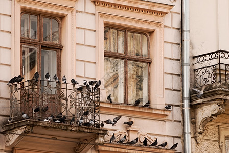 旧窗口和有鸽子的阳台背景图片