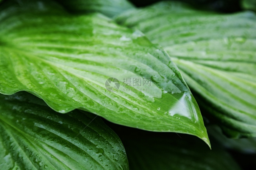 美丽的植物叶雨水滴落室外背景图片