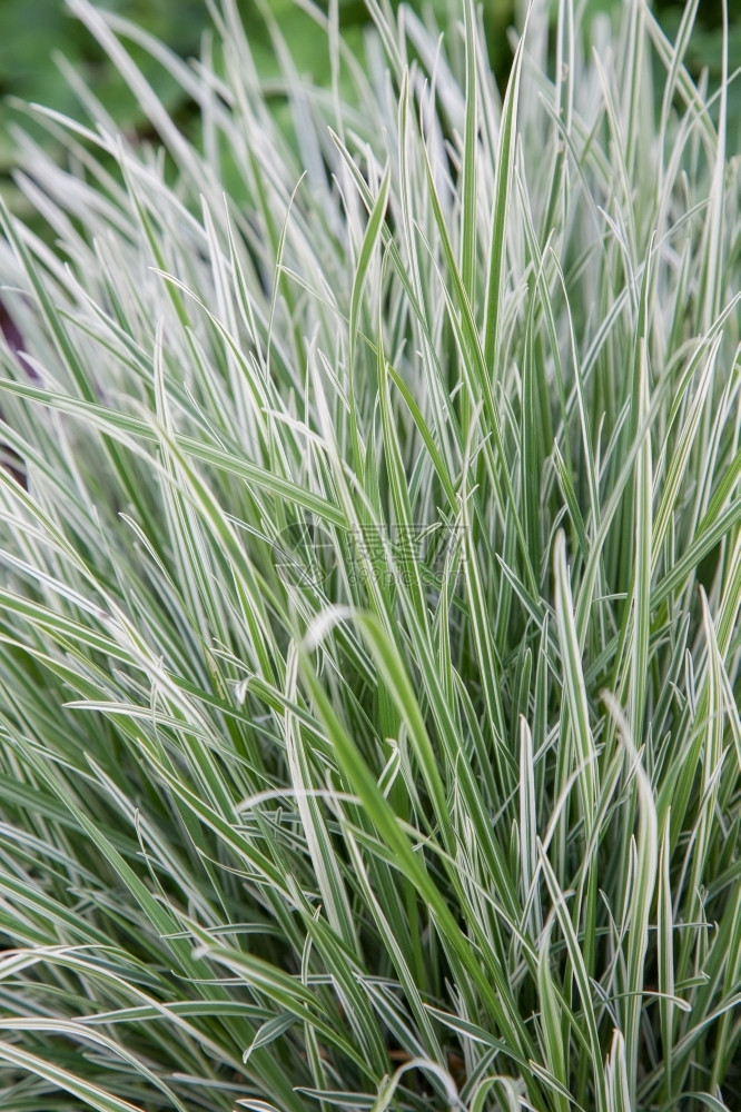 斑纹美丽的绿草自然背景图片