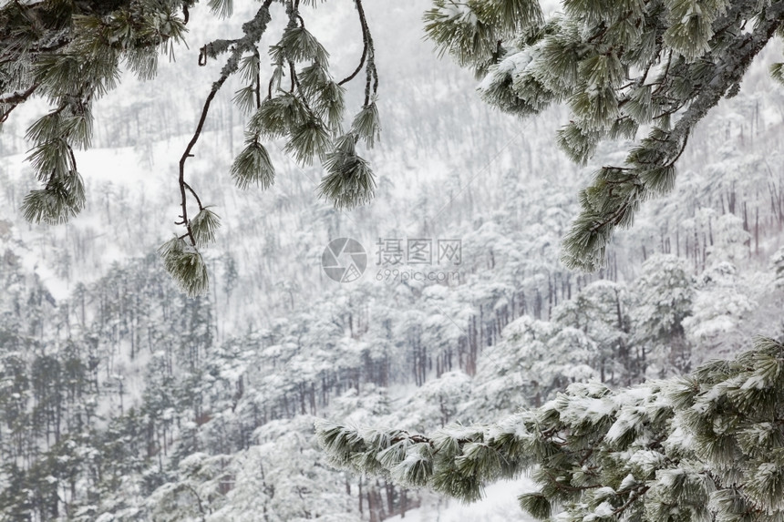 山林中冰雪覆盖的风景穿过寒冷的树枝图片