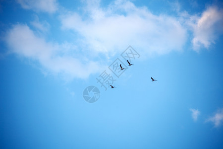 战斗机与军人鸟群乘着云鸟群著在天上与白云相对背景