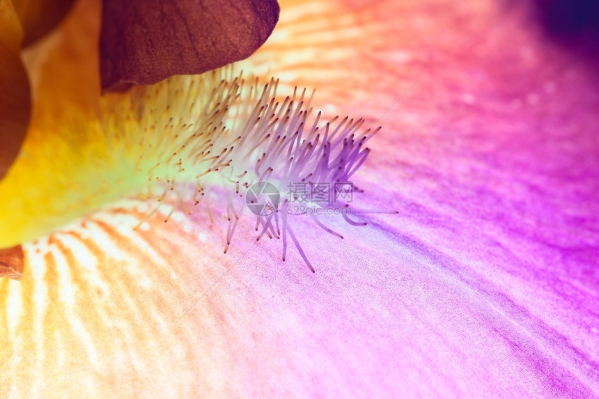 美丽的iris花朵特配宏图片