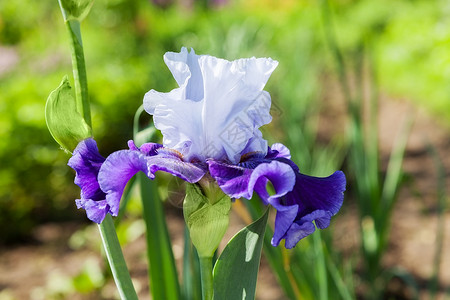 美丽的花鸢尾特写蓝色紫色高清图片