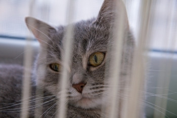 美丽的灰色条纹猫肖像图片
