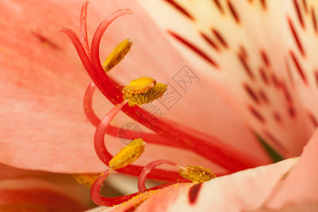 美丽的红花阿尔斯特罗梅里亚宏观图片
