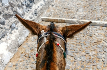 圣托里尼岛的驴子从城市上端的旧港口养活游客圣托里尼岛的驴子图片