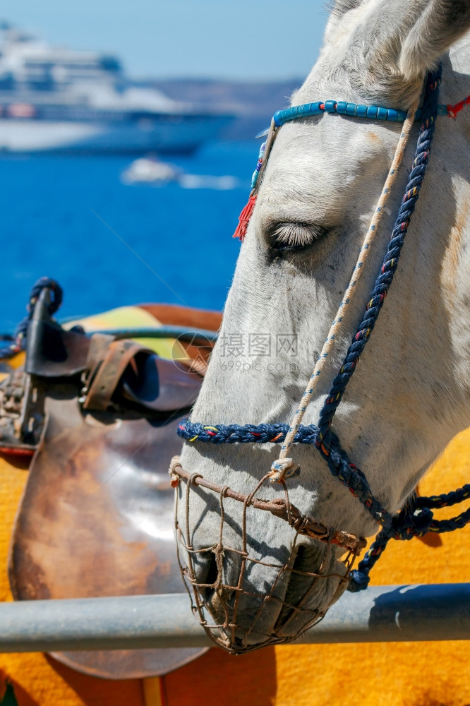 将游客从港口运送到位于山顶的Oia村驴子在Oia村骑马的驴子图片