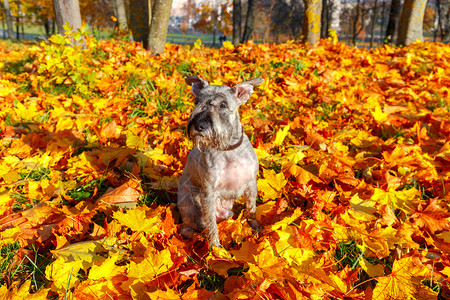 秋天公园的迷你史诺泽在秋天公园的黄叶背景上背景图片