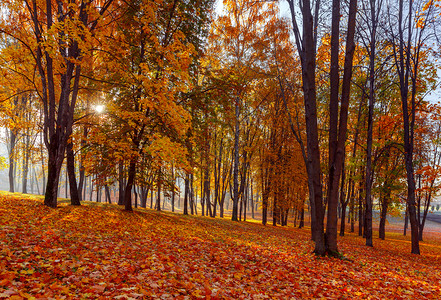 欧洲黄色秋天公园的景象黄色在秋天公园图片