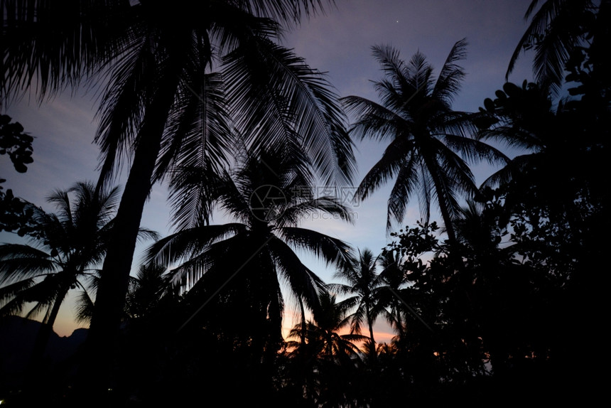在泰国南部安达曼海Krabi市外的KoPhiPhi岛KoPhi镇的KoPhi镇的Sunrike棕榈树图片