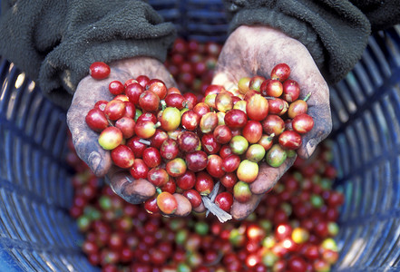 中美洲危地马拉安提瓜市咖啡种植园高清图片