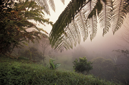 密特拉梅里卡a中美洲洪都拉斯科潘市山丘上的热带森林背景