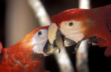 中美洲洪都拉斯科潘镇热带鸟类高清图片
