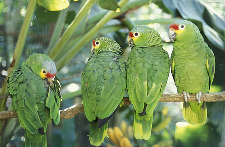 中美洲洪都拉斯科潘镇热带鸟类高清图片