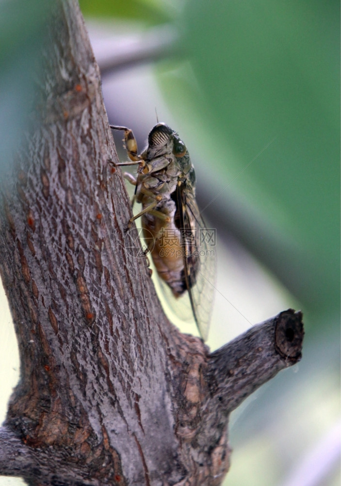 在东南亚泰国东南部的泰国湾的高陶岛上的一种蜥蜴亚洲泰国柯桃昆虫图片