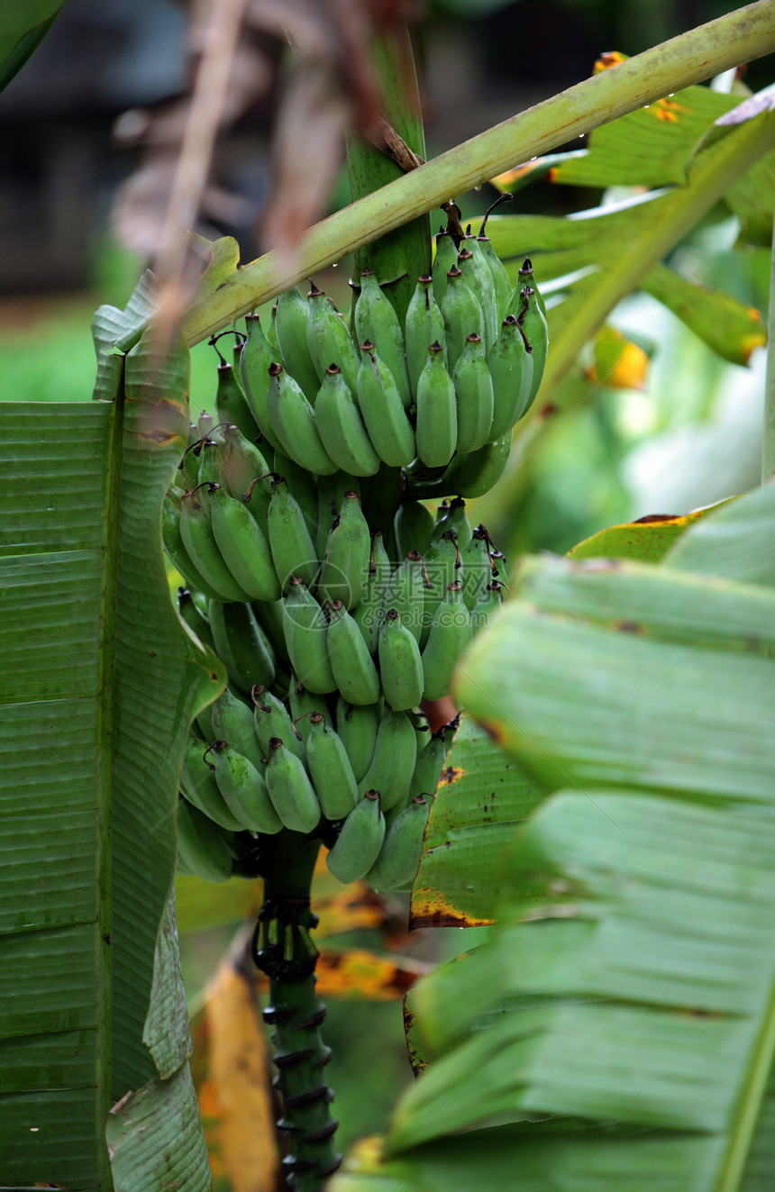 在泰国北部的东南亚在泰国北部的Giangmai市北方村附近的香蕉树图片