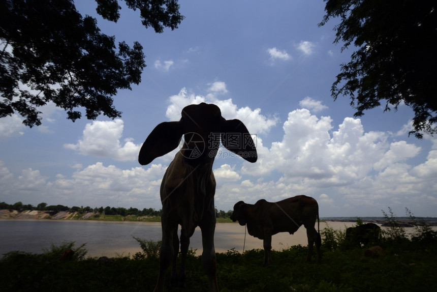 一头牛在湄公河的自然公园里在泰国东北部的伊桑地区的乌本拉契塔尼西北部的安纳特查伦省的湄公河上靠近拉洪峰的SamPhanBok图片