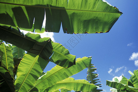 在古巴的Baracoa村的加勒比海中香蕉树背景图片