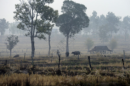 里塞菲尔德在泰国东北部的伊桑地区乌本拉契塔尼西北部的安纳特查伦省一块稻田在冬天日落时在安纳特查伦市附近背景