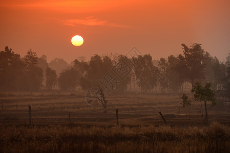 赖斯菲尔德在泰国东北部的伊桑地区乌本拉契塔尼西北部的安纳特查伦省一块稻田在冬天日落时在安纳特查伦市附近背景