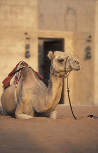 在阿拉伯湾联合酋长国迪拜市的一只骆驼图片