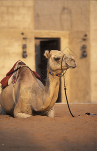 在阿拉伯湾联合酋长国迪拜市的一只骆驼高清图片