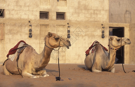 在阿拉伯湾联合酋长国迪拜市的一只骆驼高清图片