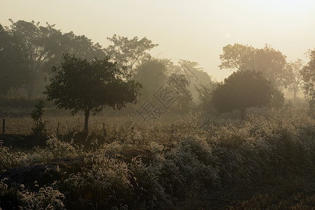 里塞菲尔德在泰国东北部的伊桑地区乌本拉契塔尼西北部的安纳特查伦省一块稻田在冬天日落时在安纳特查伦市附近背景