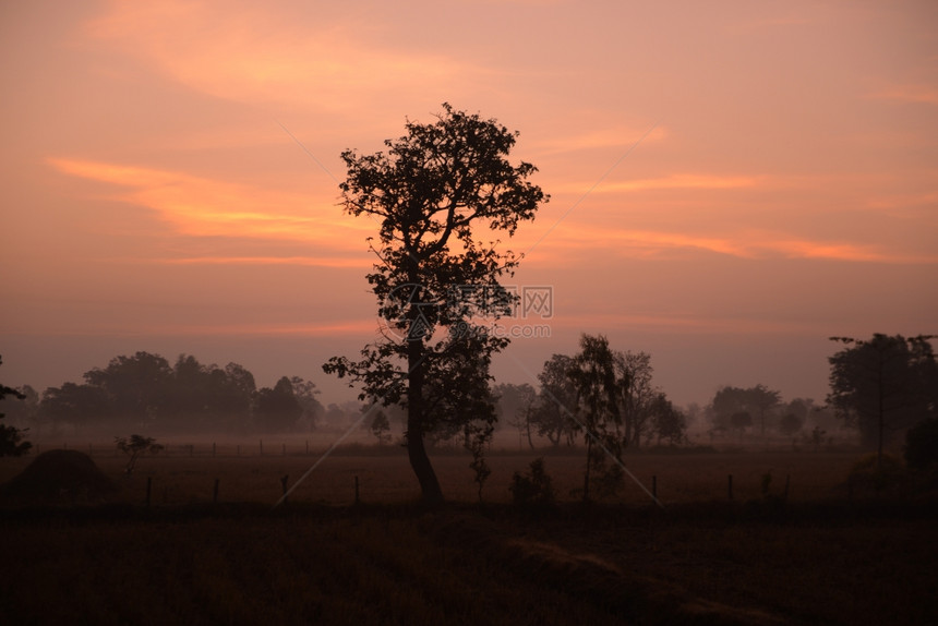 在泰国东北部的伊桑地区乌本拉契塔尼西北部的安纳特查伦省一块稻田在冬天日落时在安纳特查伦市附近图片