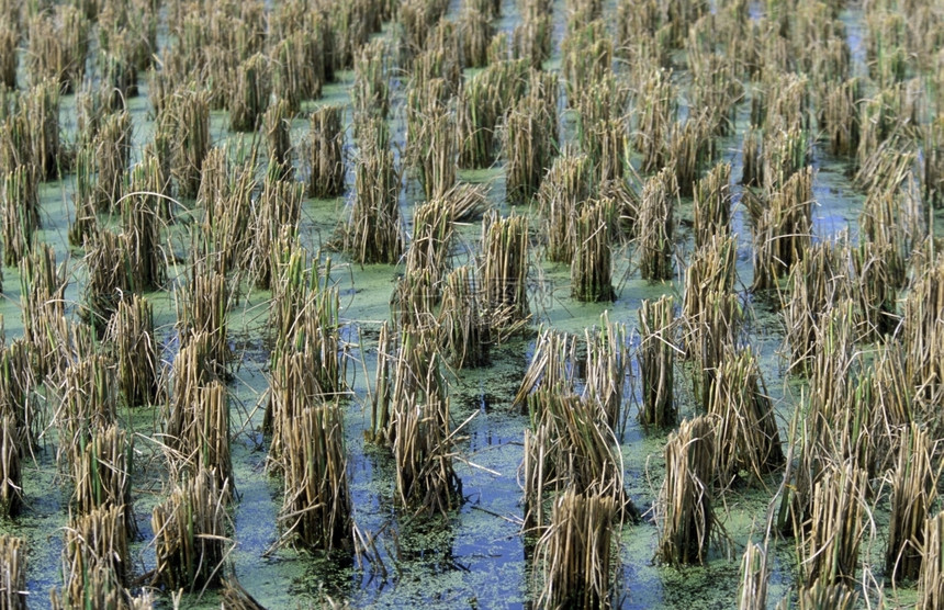 马来西亚北部兰卡维岛PantaiCenang的稻田图片