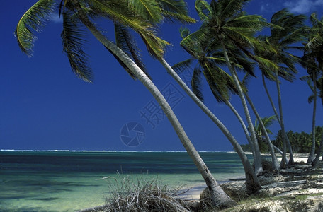 卡里贝克a拉丁美洲加勒比海的多米尼加PuntaCana村海滩背景