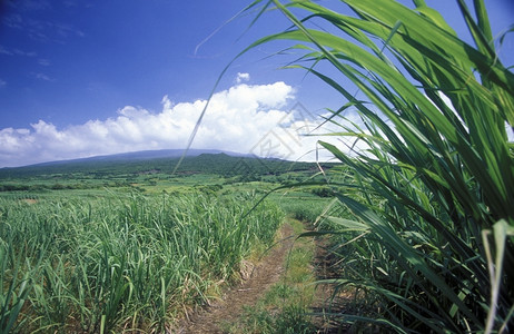 因芬扎非洲印度洋留尼汪岛的一个幼兽田背景